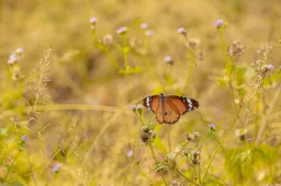 brown-black-butterfly-yellow-flower