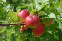 apples (1)