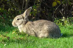 20141101_Wild_konijn_(Oryctolagus_cuniculus)_Strandweg_Nes_Ameland_Fr_NL