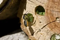 BlattschneiderBiene_Megachile_centuncularis