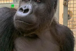 gorillamannetje ruben huis in t veld koninklijke burgers zoo3