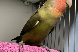 kiwi 20857 31