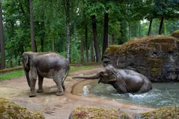 verkoelingolifant-in-het-water-1