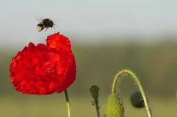 vlinderrijke akkerranden. Gemeente Lingewaard