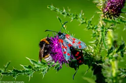 Insekten.Sint-jansvlinders met koekoekshommel op een kruldistel.Herman Hendriks.IVN RijnWaal.-(1)