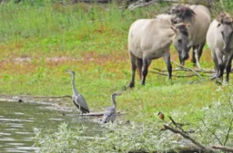 Gendste polder.Konikpaarden, blauwe reigers en een ijsvogeltje. Kitty Peters