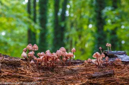 Grote bloedsteel mycena.Herman Hedriks.-8233(1)