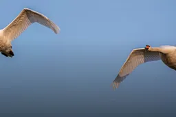 Knobbelzwanen.Lingezegen.IVN RijnWaal - Rijnwaal