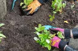 Uitdeeldag Steenbreek Gemeente Lingewaard