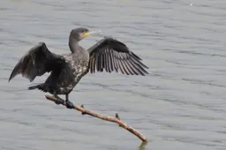 Aalscholver droogt de veren in de wind, foto van SLN
