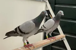 Duivenmiddag.Vliegende Post. Haalderen