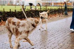 Met hond wandelen. Nederlands Openluchtmuseum