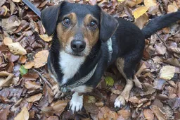 Pim.1. Dierentehuis Arnhem