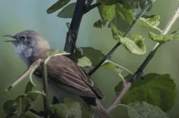 Beginnerscursus 2026