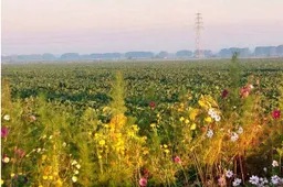 Bloemrijke akkerranden trekken honderden vlinders Gemeente Lingewaard