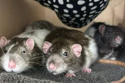 Ratten.Baxter-Ozzie-en-Husk