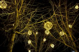 S.N.O.F. krabbels. Bomen.IMG_2635