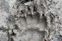 Sporen zoeken.Bemmelse polder