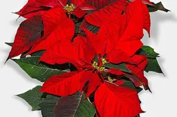 Weihnachtsstern.Wikipedia.org