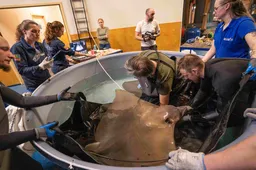 Echo-en-anticonceptie-rog-4