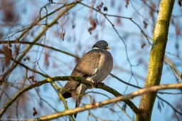 Houtduif in het Haalderense bos