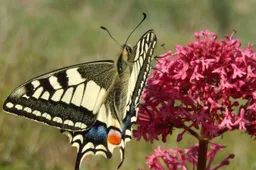Infoavond vlinders tellen Gemeente Lingewaard