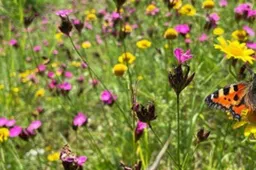 Kruidenrijk grasland Gemeente Lingewaard