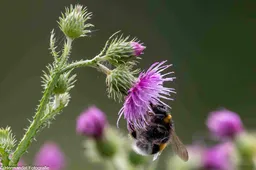 Kruldistel met veldhommel.Herman Hendriks