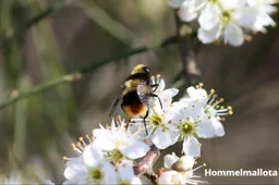 Natuurbegraafplaats Heidpol.Hommelmallota.(234)