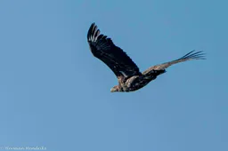 Zeearend.Herman Hendriks.-5301