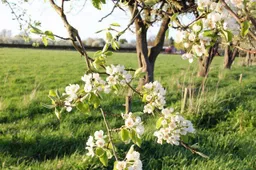 Dorpen in het groen Gemeente Lingewaard