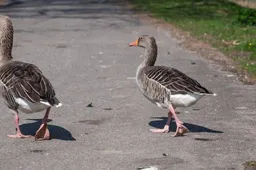ganzen in de bebouwde kom. Gemeente Lingewaard