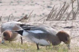 Grazende smienten Foto.SLN