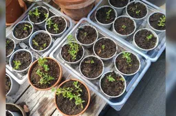 Groen moet je doen! - Rozet