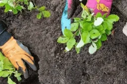 Tuinvergroeningsdag in Ecopark Gendt 28.03.2026