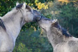 Winnaar Kiek! februari.Wat een liefdevolle foto! Gemeente Lingewaard