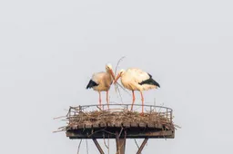 Dit is de winnaar van maart Gemeente Lingewaard