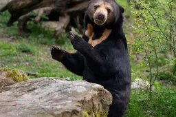 Maleise berin naar Tsjechie