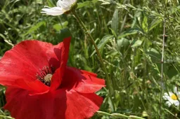 Nationale Zaaidag Gemeente Lingewaard