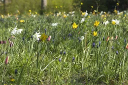 Groei graslanden Gemeente Lingewaard