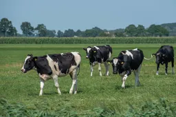 kobus-van-leer-young-cows Pixabay-4365354