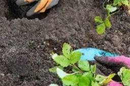 Een groener Lingewaard Gemeente Lingewaard