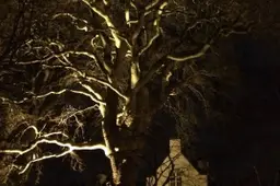 Aanlichting van bomen en gebouwen Foto. José Bruens