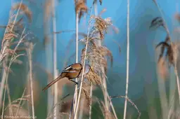 Baardman.Herman Hendriks.IVN RijnWaal-8365