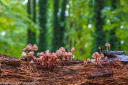 Grote bloedsteel mycena.Herman Hedriks.-8233(1)