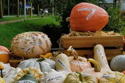 Pompoenenfoto laatste maandwinnaar Kiek! Paul Heetebrij uit Bemmel.Lingewaard Gemeente Lingewaard