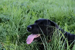 hond