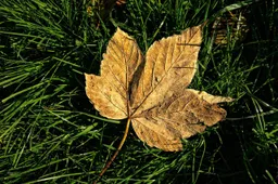 groen
