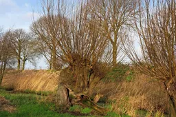 Natuurgebied De Langstraat