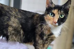 Poes Lindgren asieldier december 2025